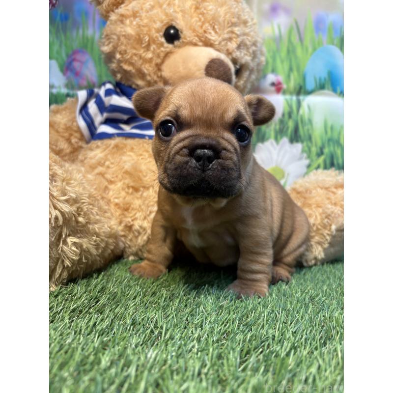 販売中の神奈川県のフレンチブルドッグ-433989の3枚目