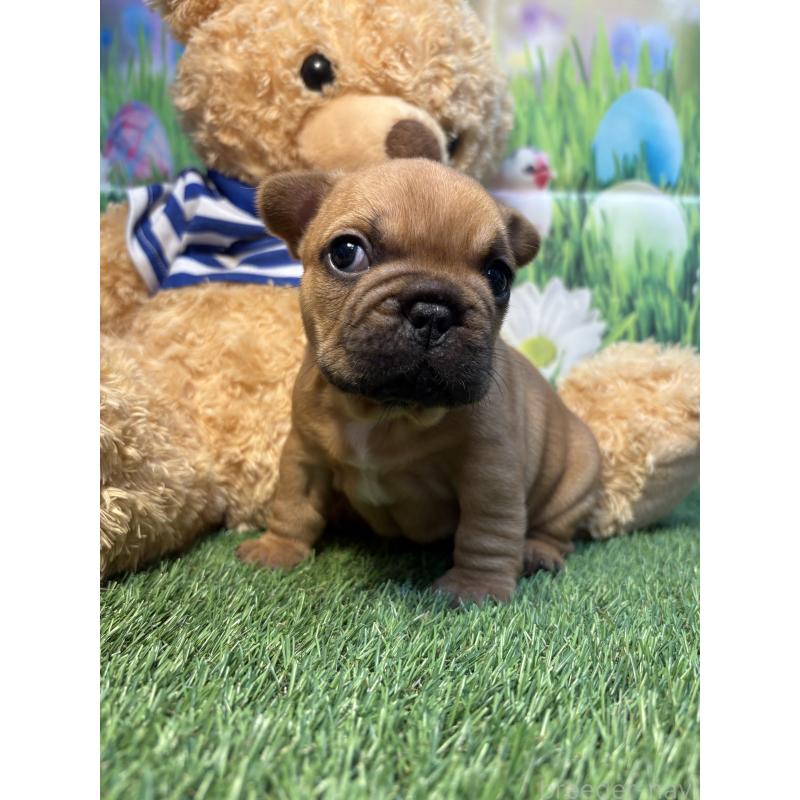 販売中の神奈川県のフレンチブルドッグ-433989の2枚目