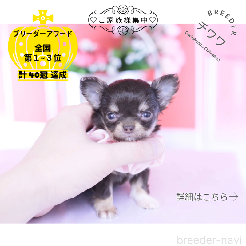 販売中の愛知県のチワワ(ロングコート)-431078