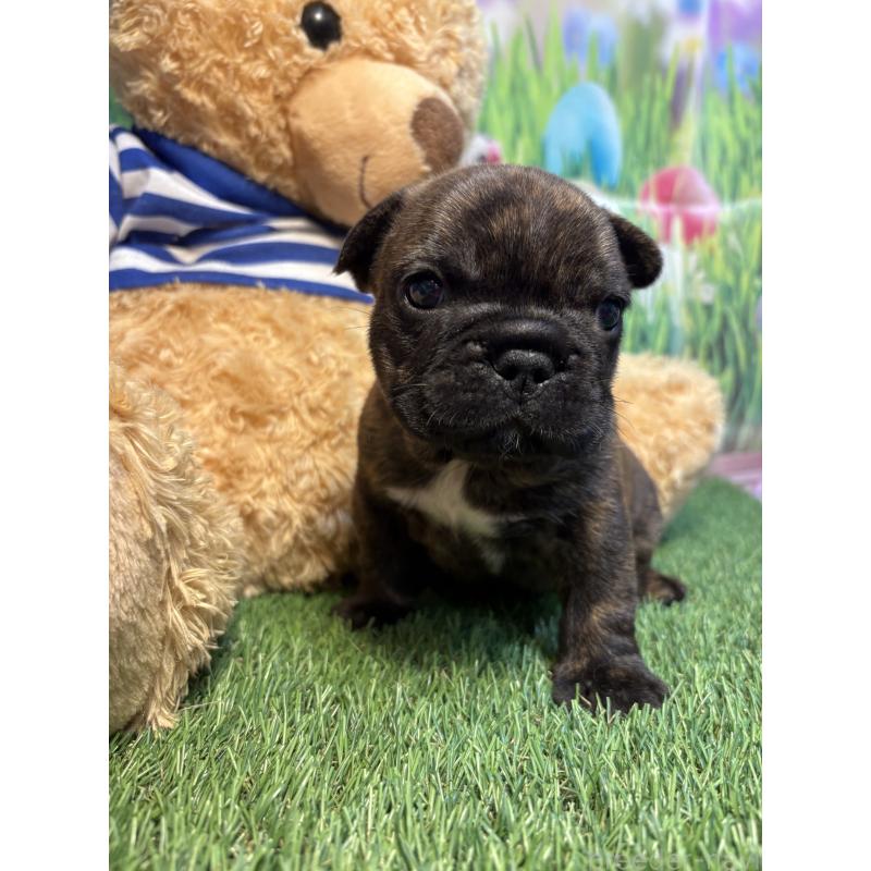 販売中の神奈川県のフレンチブルドッグ-433990の3枚目