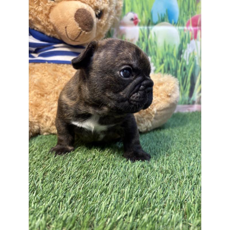 販売中の神奈川県のフレンチブルドッグ-433990の2枚目