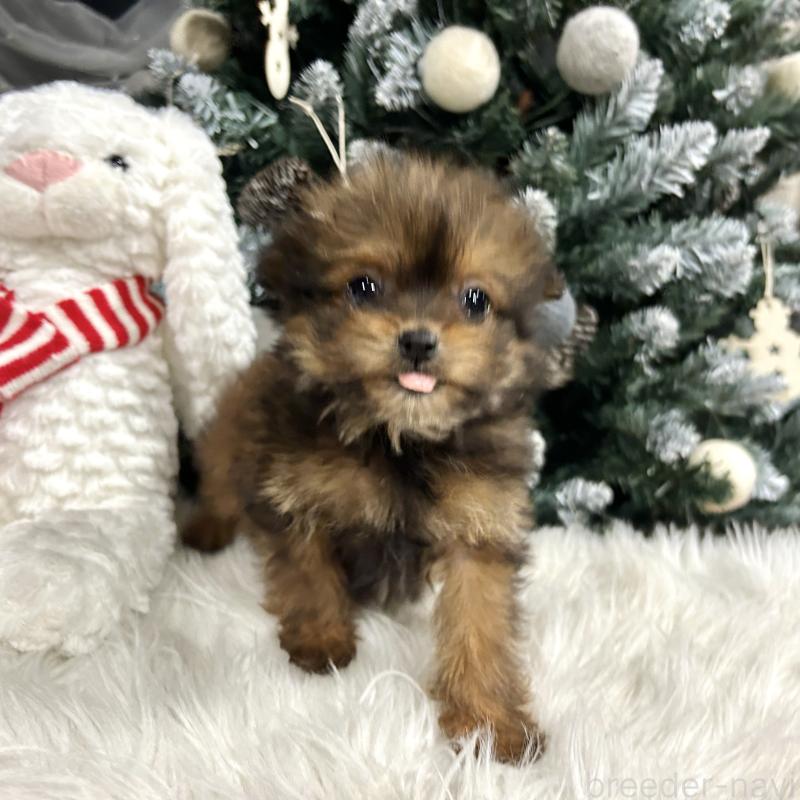 販売中の栃木県のポメプー:ポメラニアン×トイプードル-433994の7枚目