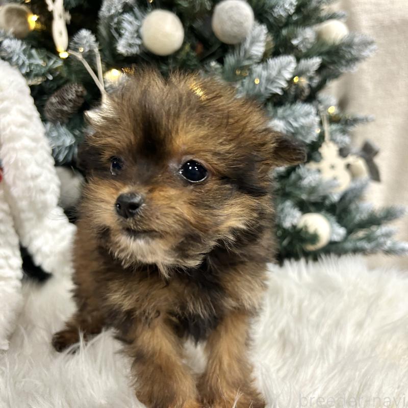 販売中の栃木県のポメプー:ポメラニアン×トイプードル-433994の6枚目