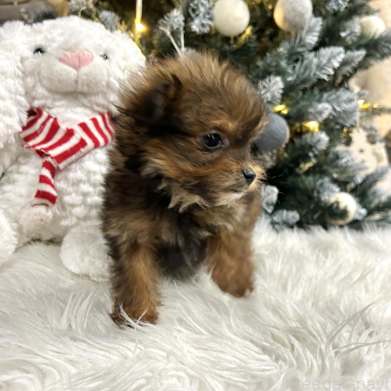 販売中の栃木県のポメプー:ポメラニアン×トイプードル-433994の5枚目