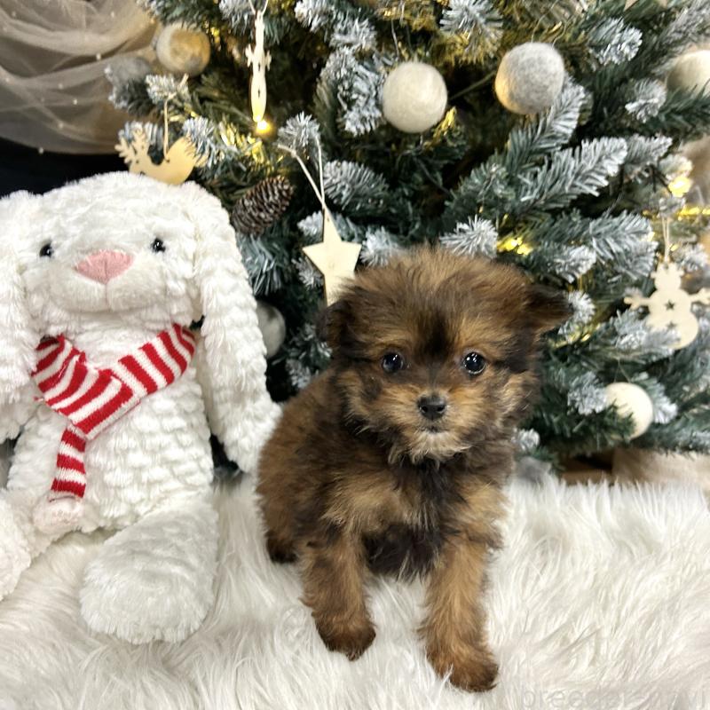 販売中の栃木県のポメプー:ポメラニアン×トイプードル-433994の4枚目