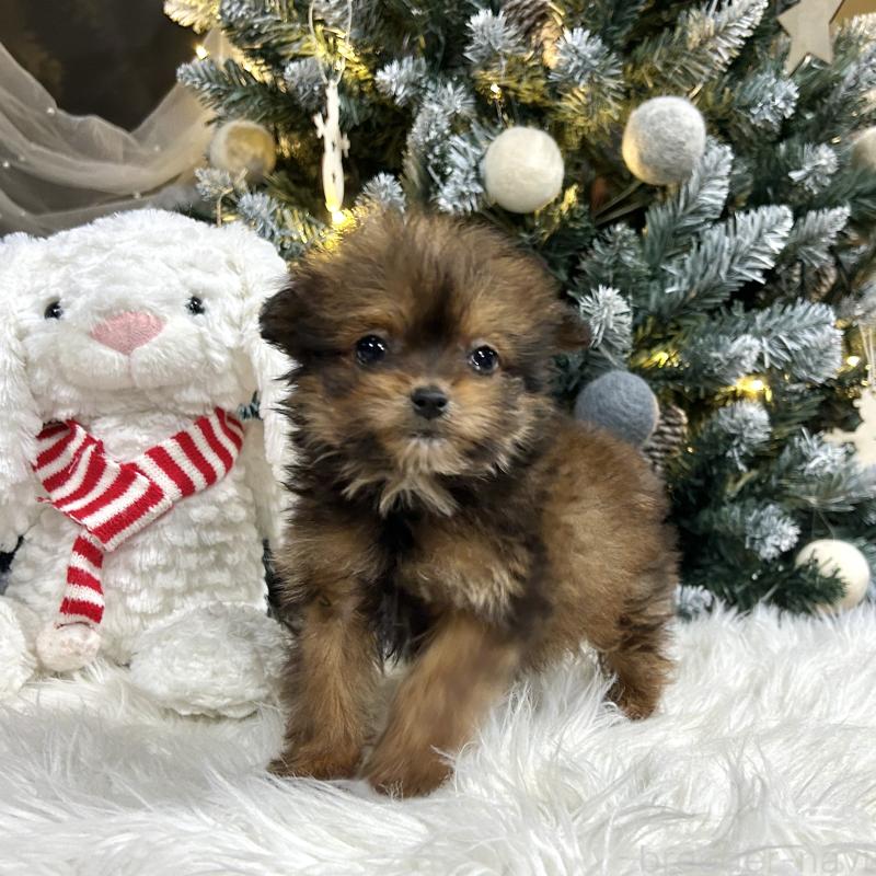 販売中の栃木県のポメプー:ポメラニアン×トイプードル-433994の3枚目