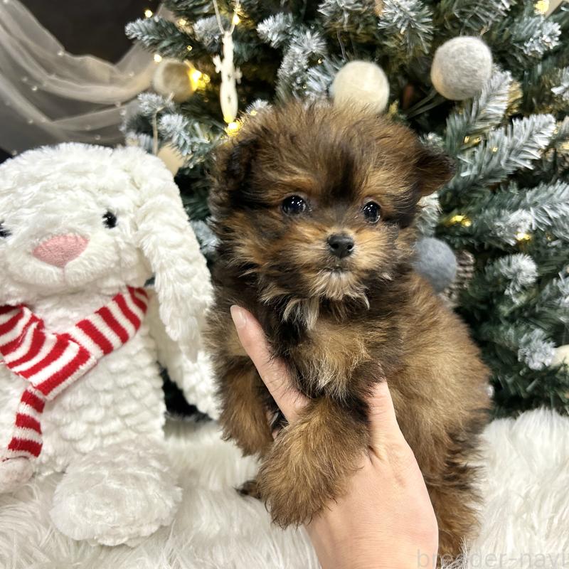販売中の栃木県のポメプー:ポメラニアン×トイプードル-433994