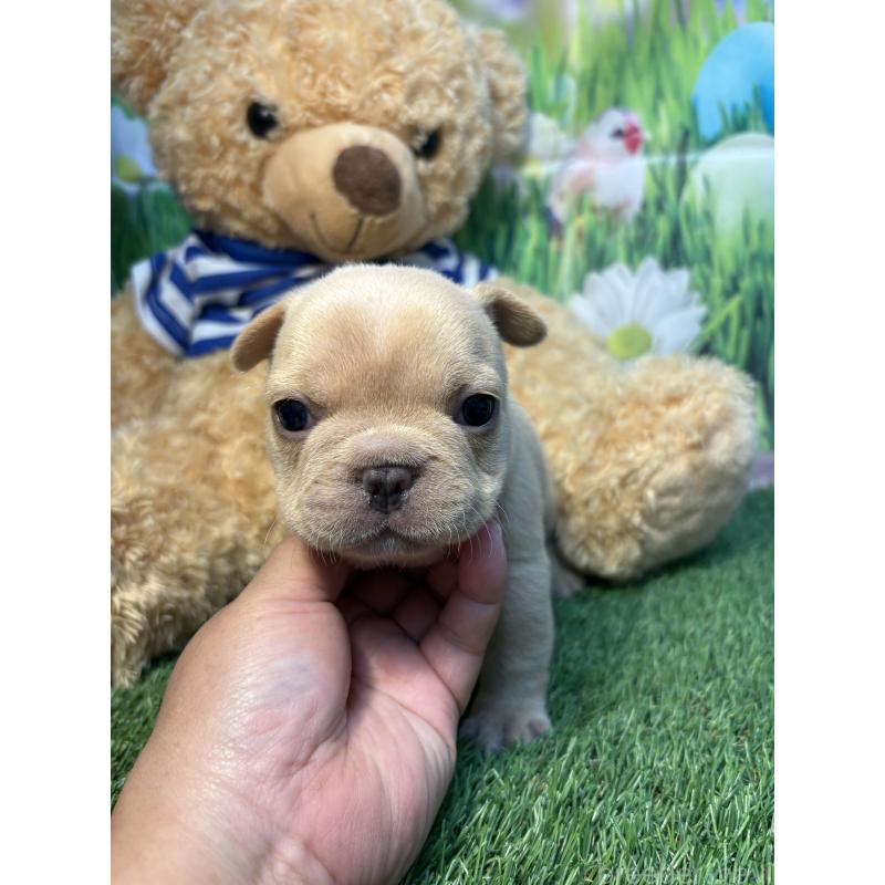 販売中の神奈川県のフレンチブルドッグ-433991の4枚目