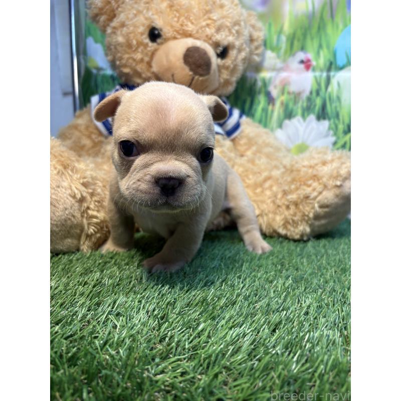 販売中の神奈川県のフレンチブルドッグ-433991の3枚目