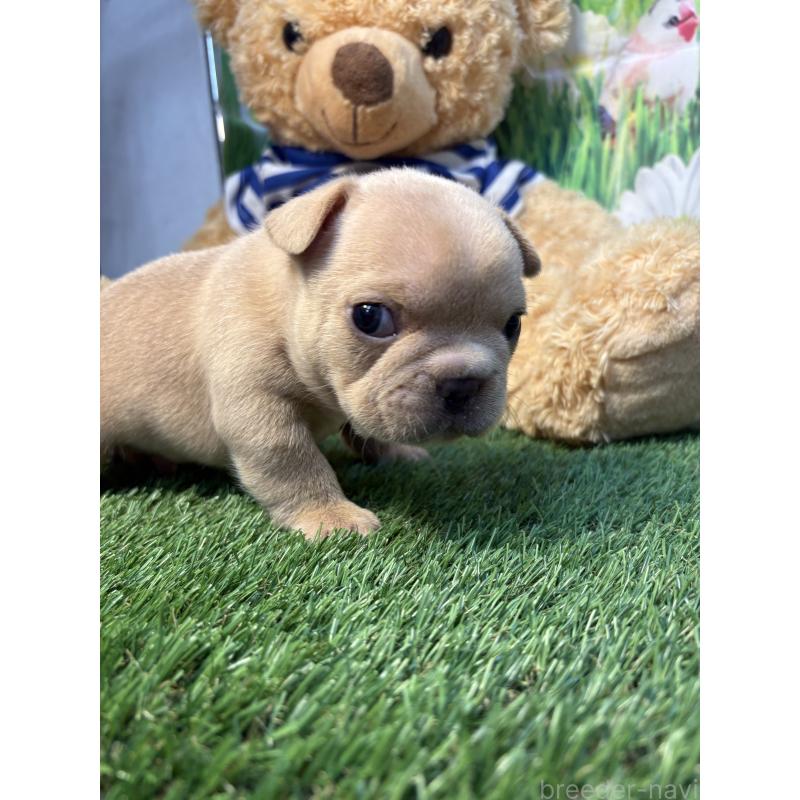 販売中の神奈川県のフレンチブルドッグ-433991の2枚目