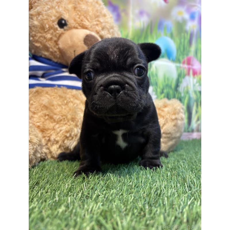 販売中の神奈川県のフレンチブルドッグ-433992の4枚目