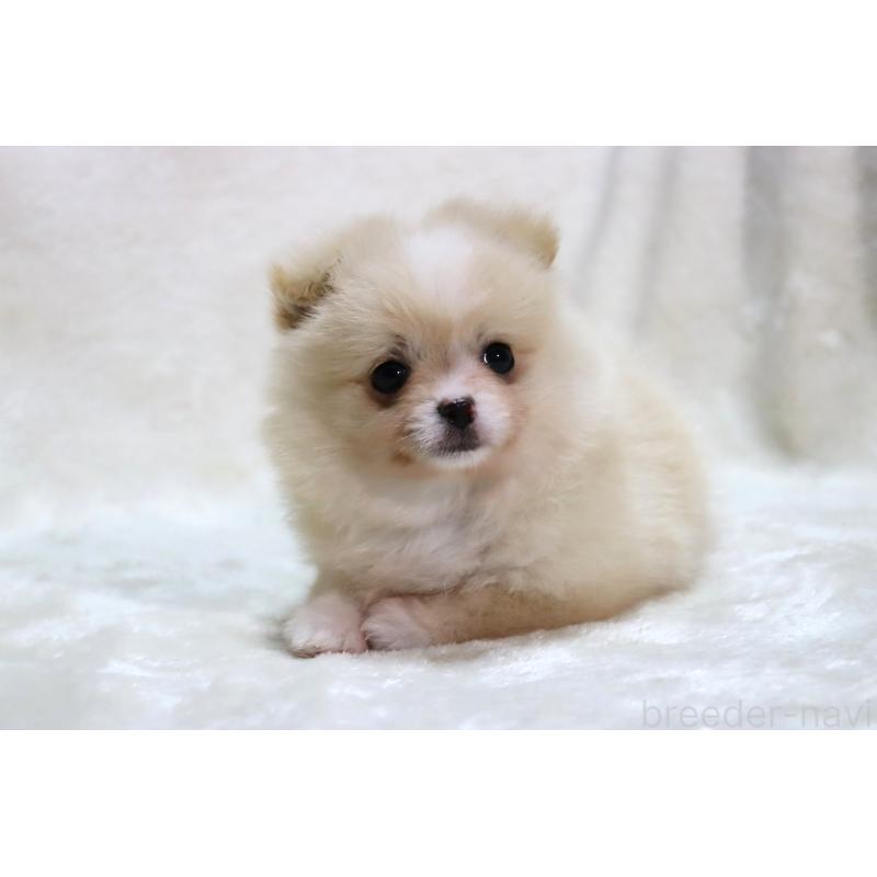 販売中の滋賀県のポメチワ:ポメラニアン×チワワ-433993の13枚目