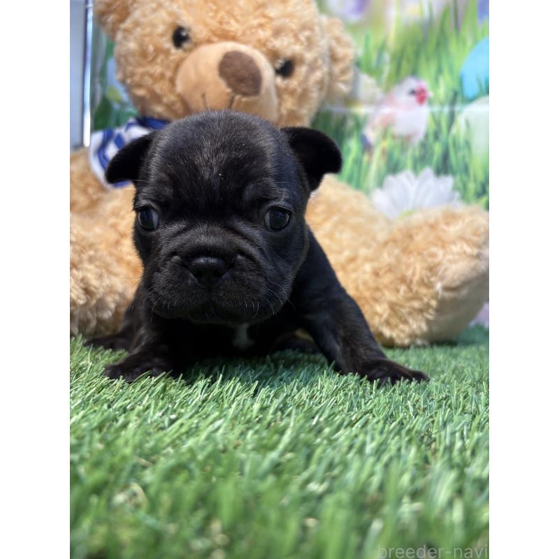 販売中の神奈川県のフレンチブルドッグ-433992の3枚目