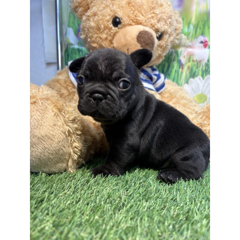 販売中の神奈川県のフレンチブルドッグ-433992の2枚目