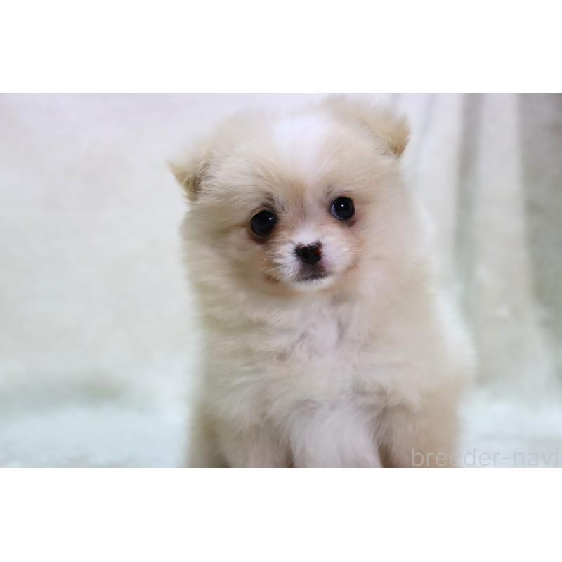 販売中の滋賀県のポメチワ:ポメラニアン×チワワ-433993の11枚目