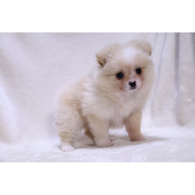 販売中の滋賀県のポメチワ:ポメラニアン×チワワ-433993の10枚目