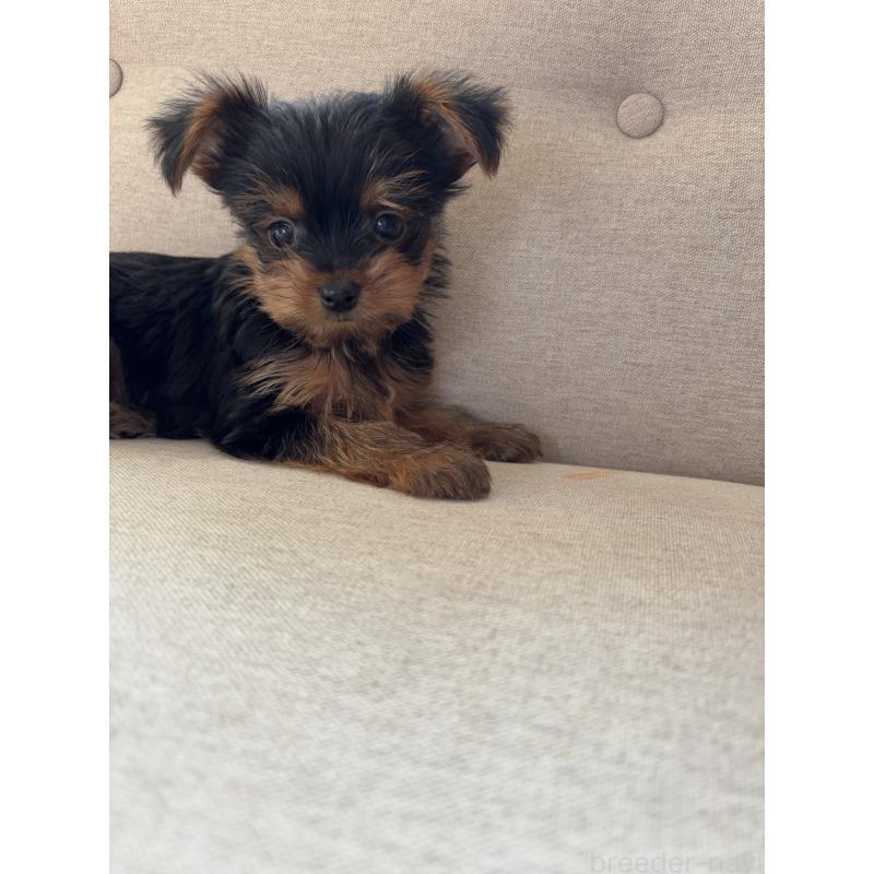 販売中の福岡県のヨークシャーテリア-433998の6枚目
