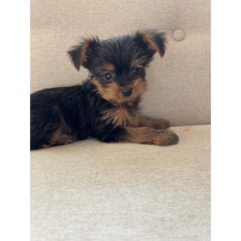 販売中の福岡県のヨークシャーテリア-433998の5枚目