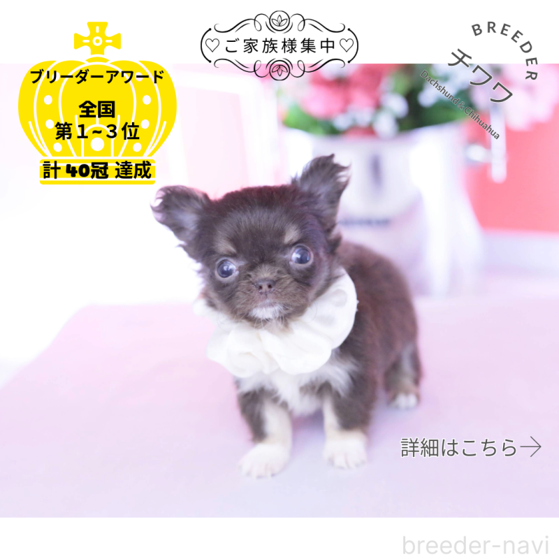 販売中の愛知県のチワワ(ロングコート)-431074