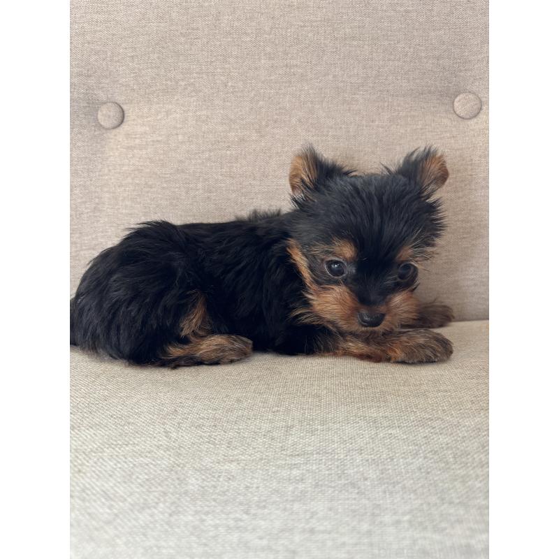 販売中の福岡県のヨークシャーテリア-433998の4枚目