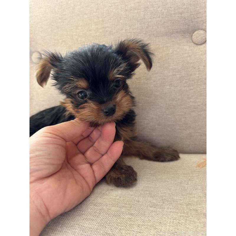 販売中の福岡県のヨークシャーテリア-433998の3枚目