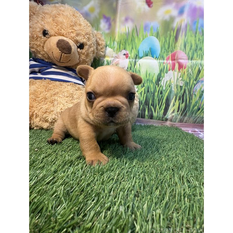 販売中の神奈川県のフレンチブルドッグ-433995の5枚目