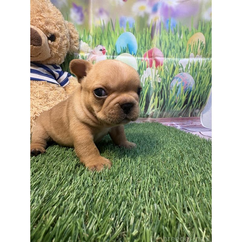 販売中の神奈川県のフレンチブルドッグ-433995の4枚目