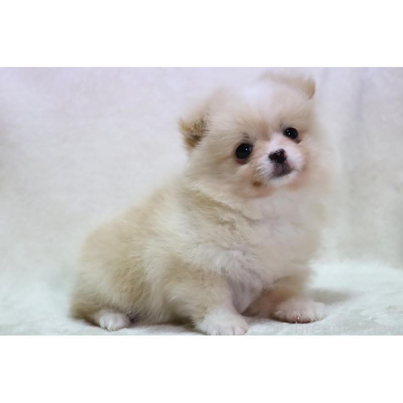 販売中の滋賀県のポメチワ:ポメラニアン×チワワ-433993の7枚目