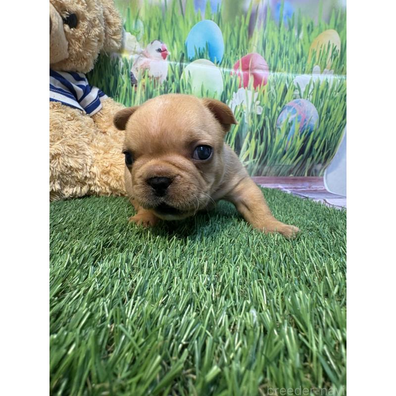 販売中の神奈川県のフレンチブルドッグ-433995の3枚目