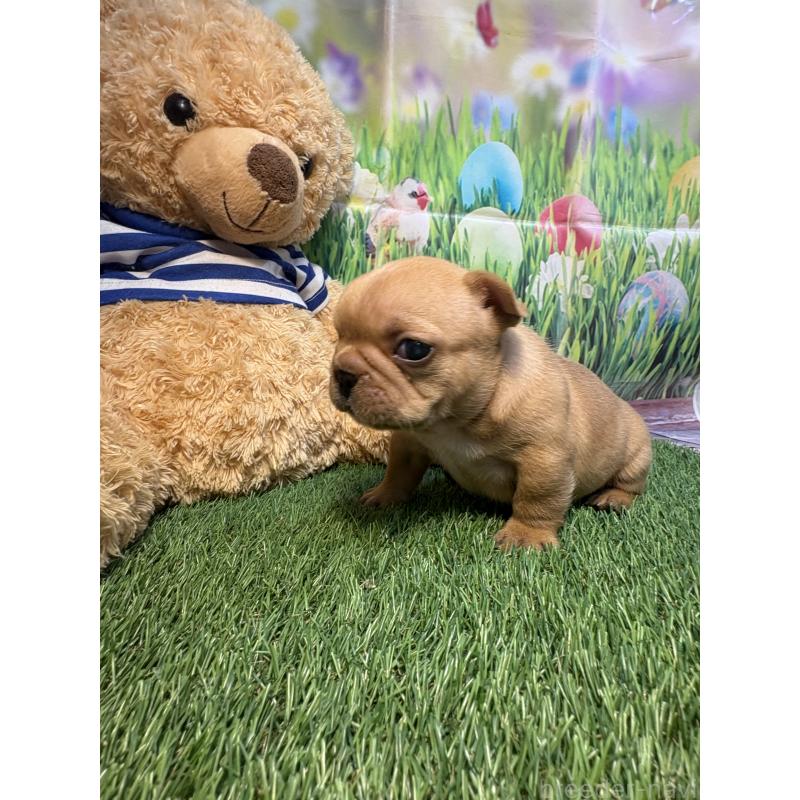 販売中の神奈川県のフレンチブルドッグ-433995の2枚目