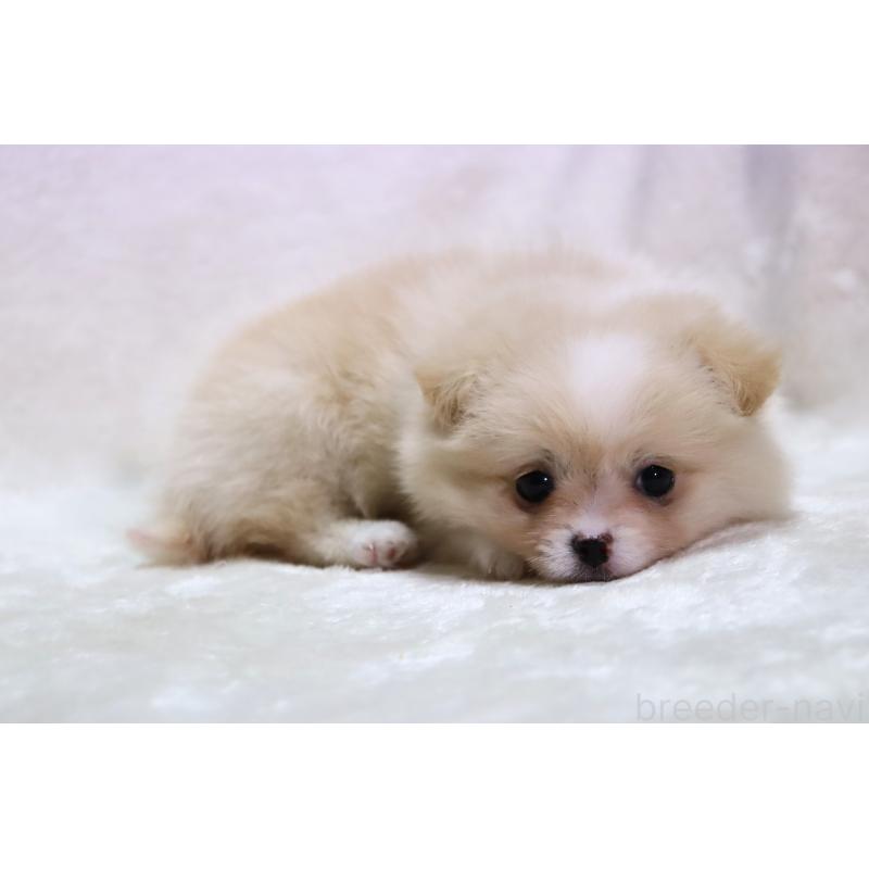 販売中の滋賀県のポメチワ:ポメラニアン×チワワ-433993の6枚目