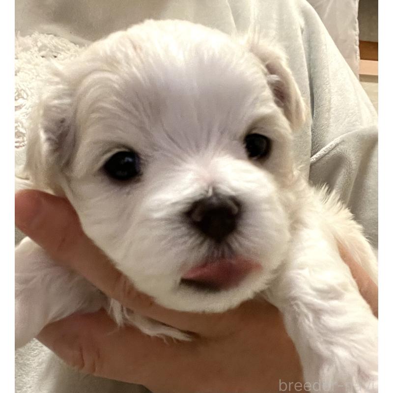 販売中の滋賀県のマルチーズ-430675の94枚目