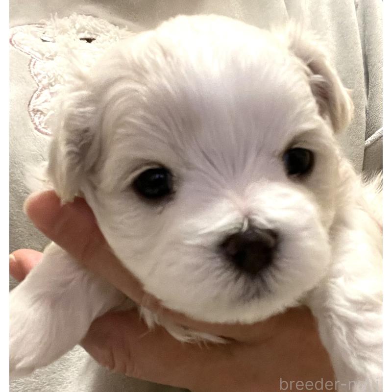 販売中の滋賀県のマルチーズ-430675の93枚目