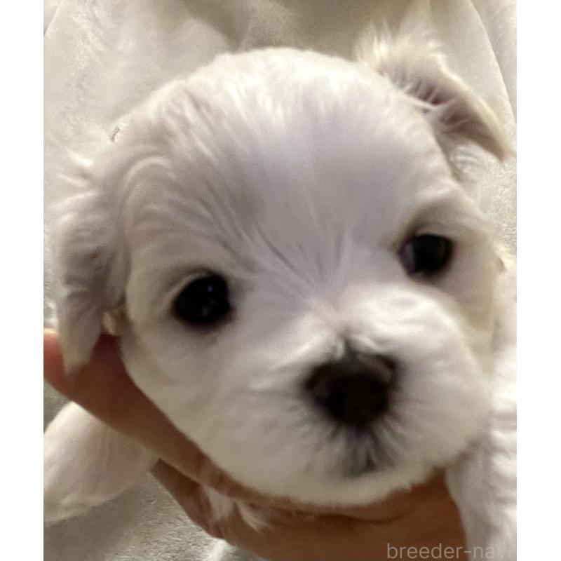 販売中の滋賀県のマルチーズ-430675の92枚目