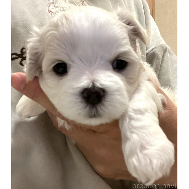 販売中の滋賀県のマルチーズ-430675の91枚目