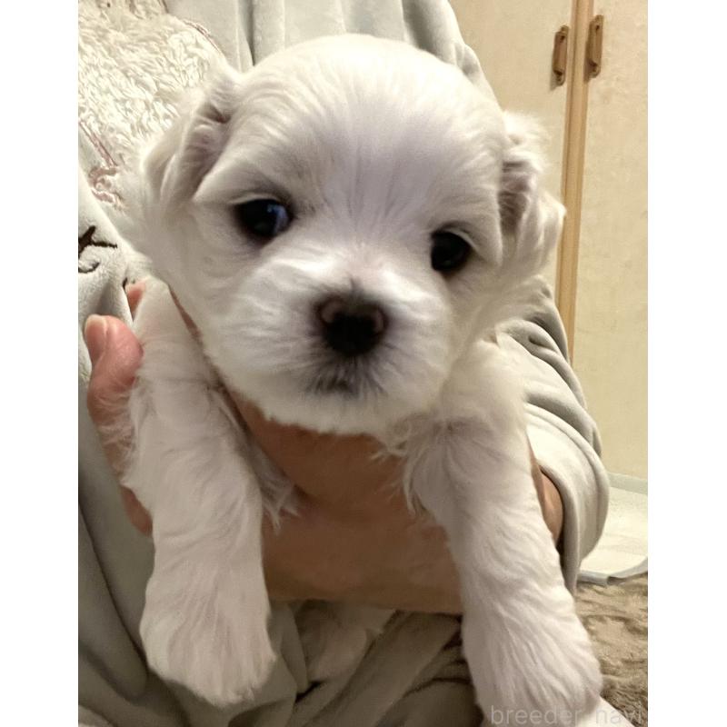 商談中の滋賀県のマルチーズ-430679の65枚目