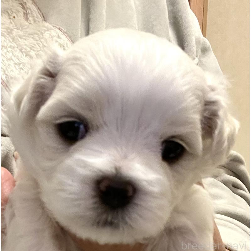 商談中の滋賀県のマルチーズ-430679の64枚目