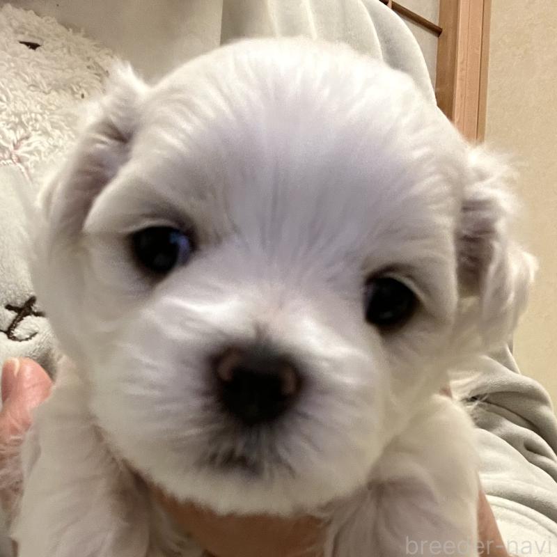 商談中の滋賀県のマルチーズ-430679の63枚目