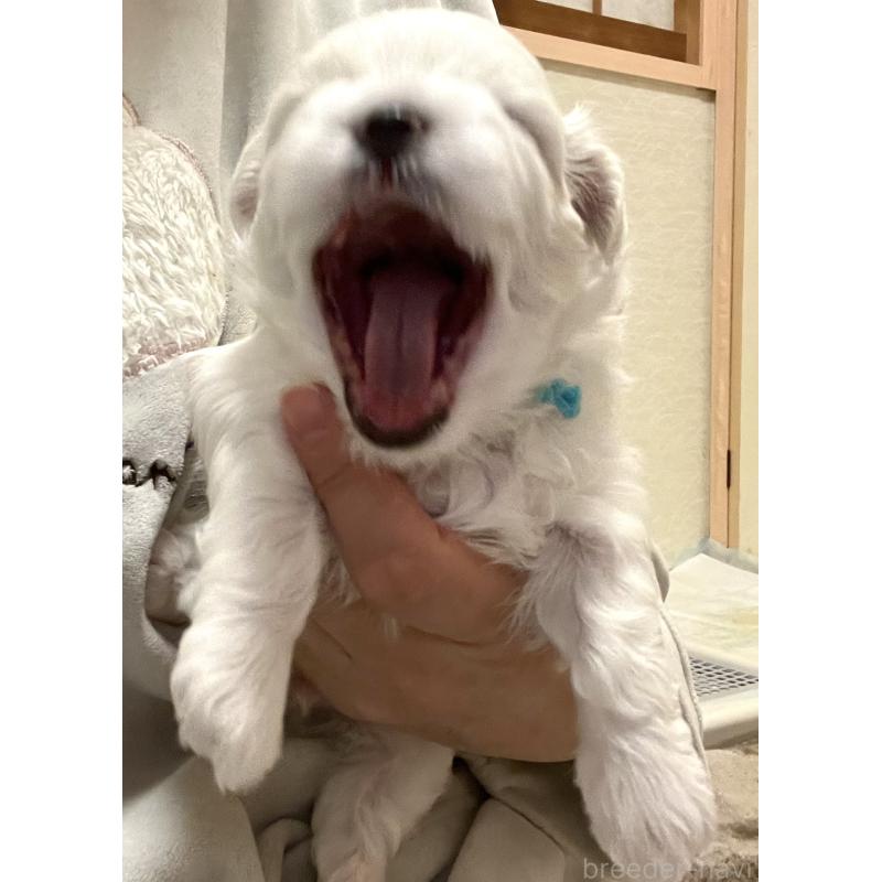 商談中の滋賀県のマルチーズ-430679の62枚目