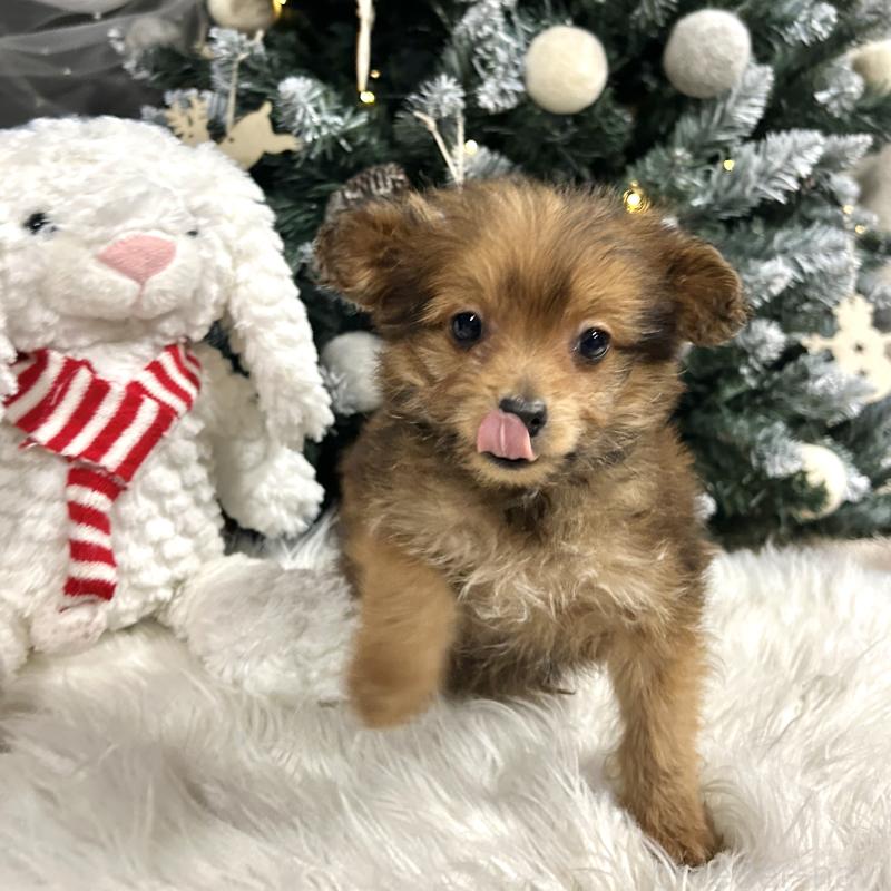 販売中の栃木県のポメプー:ポメラニアン×トイプードル-433997の5枚目