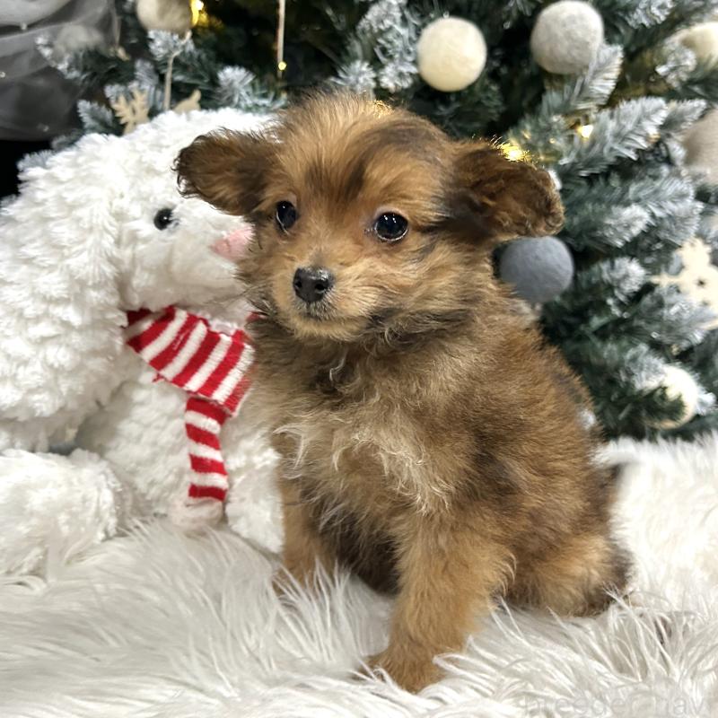 販売中の栃木県のポメプー:ポメラニアン×トイプードル-433997の4枚目