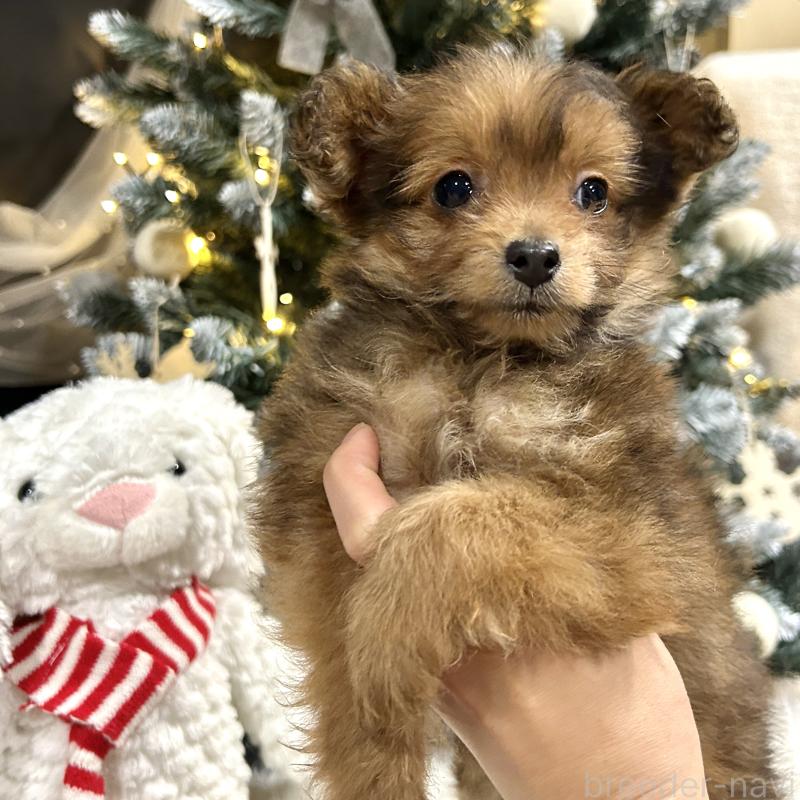 販売中の栃木県のポメプー:ポメラニアン×トイプードル-433997の3枚目