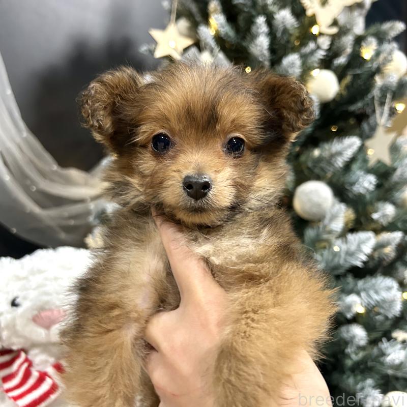 販売中の栃木県のポメプー:ポメラニアン×トイプードル-433997の2枚目