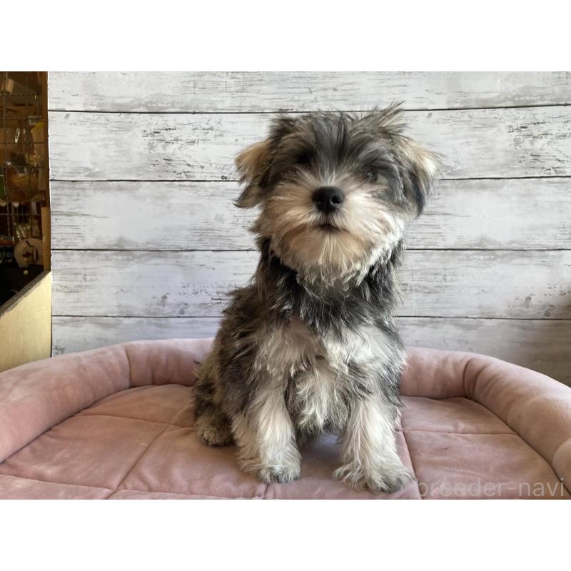 販売中の北海道のマルシュナ:マルチーズ×ミニチュアシュナウザー-427762の6枚目