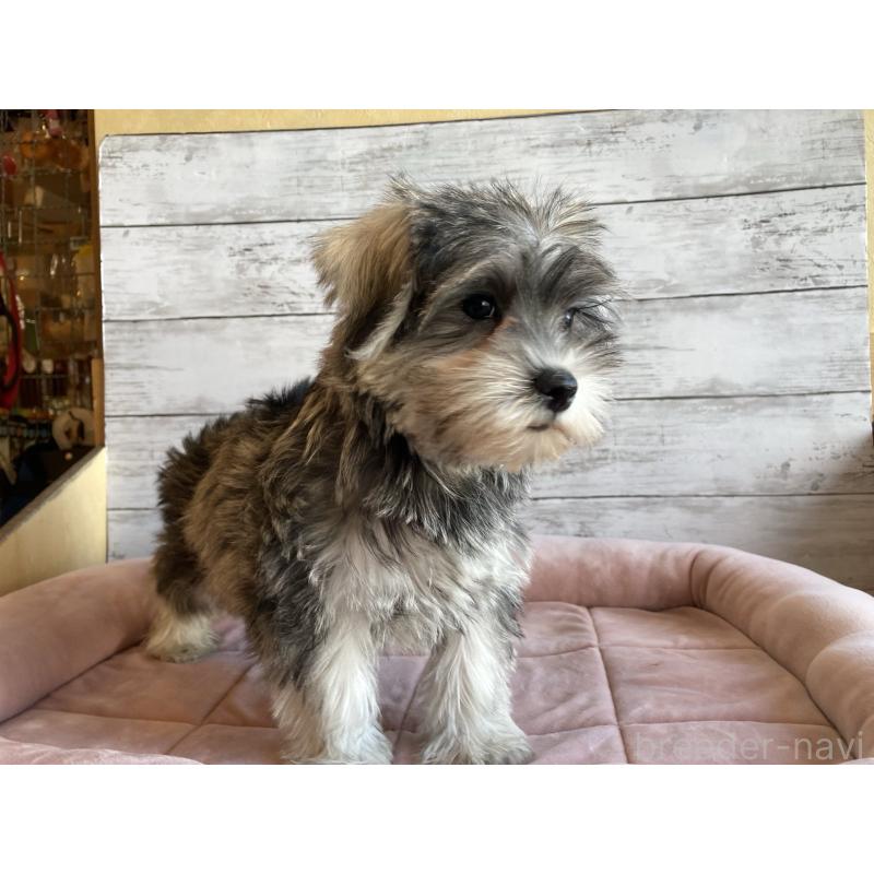 販売中の北海道のマルシュナ:マルチーズ×ミニチュアシュナウザー-427762の5枚目
