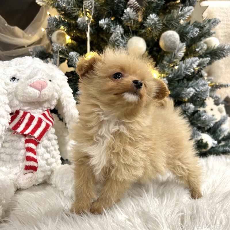 販売中の栃木県のポメプー:ポメラニアン×トイプードル-434001の11枚目