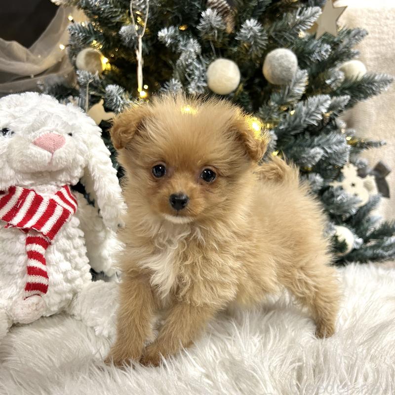 販売中の栃木県のポメプー:ポメラニアン×トイプードル-434001の10枚目