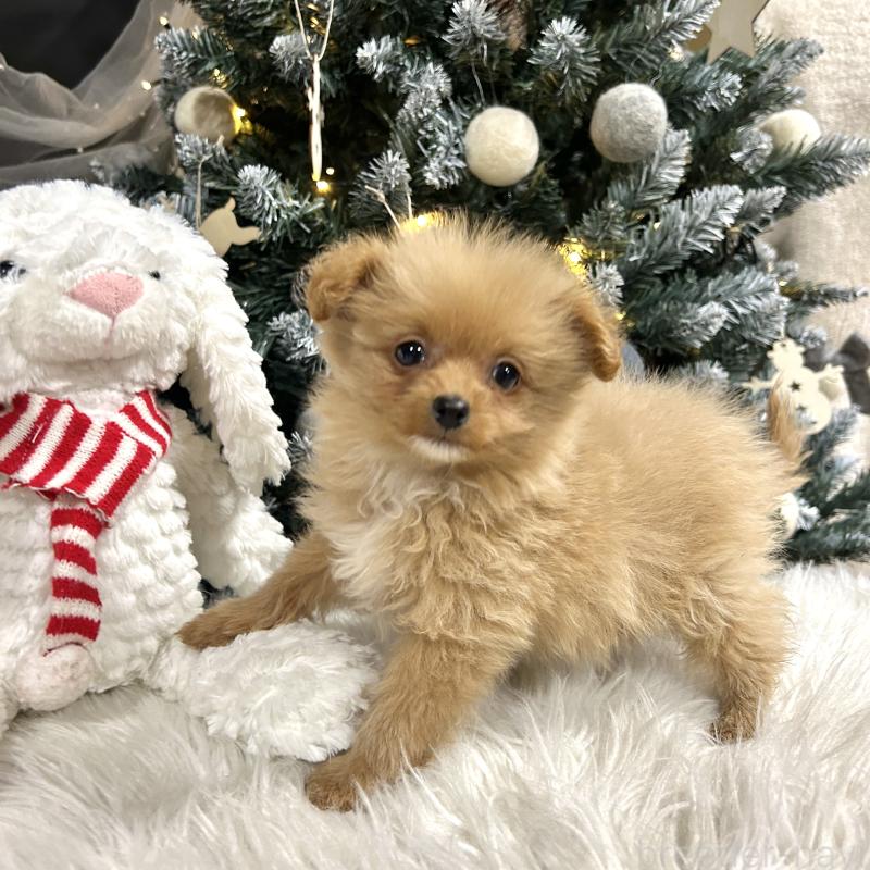 販売中の栃木県のポメプー:ポメラニアン×トイプードル-434001の9枚目