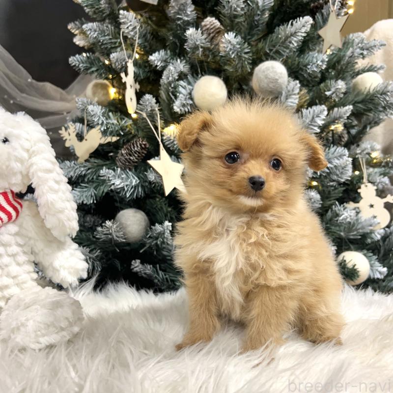 販売中の栃木県のポメプー:ポメラニアン×トイプードル-434001の8枚目