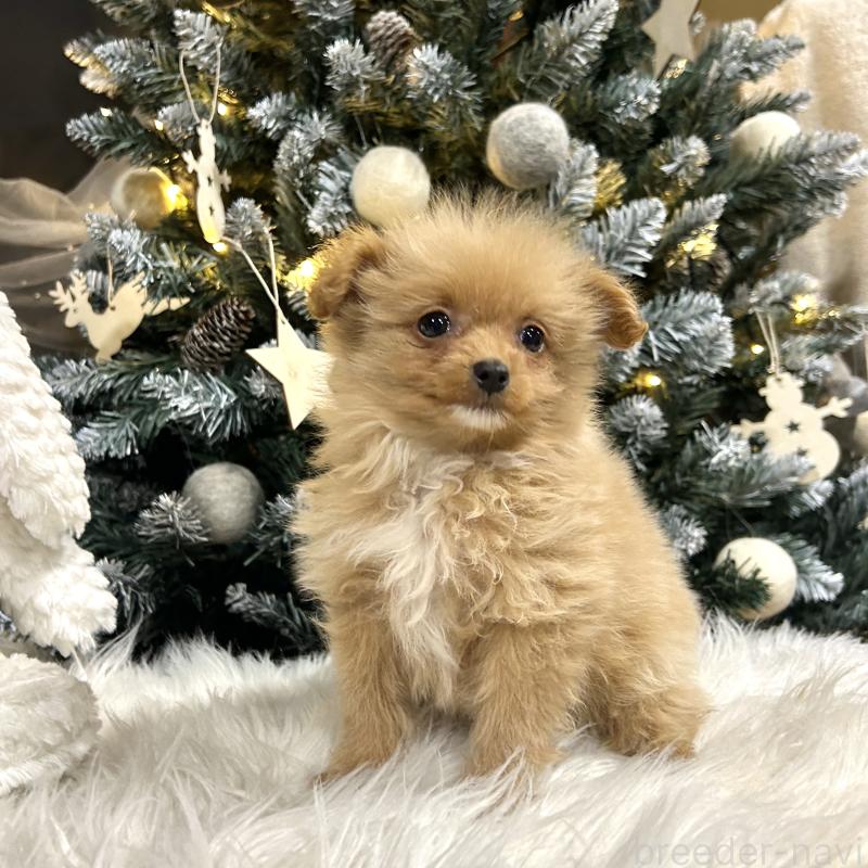 販売中の栃木県のポメプー:ポメラニアン×トイプードル-434001の7枚目